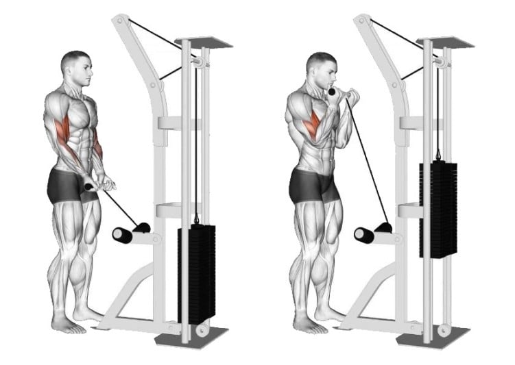 Close Grip Cable Curl