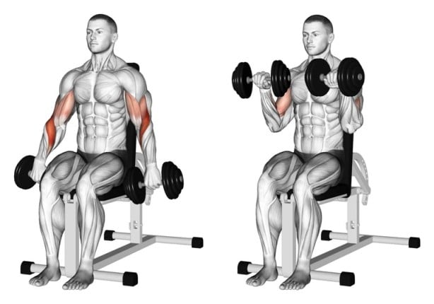 Seated Reverse Dumbbell Curl