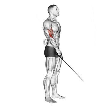 Single Arm Reverse Cable Curl