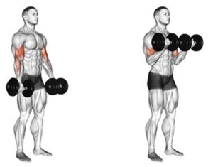 Dumbbell Bicep Curls: A Complete Guide For Bigger Arms