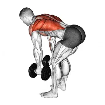 Bent Over Dumbbell Row