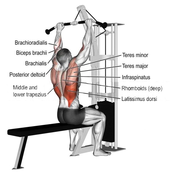 Close Grip Lat Pulldown Muscles worked