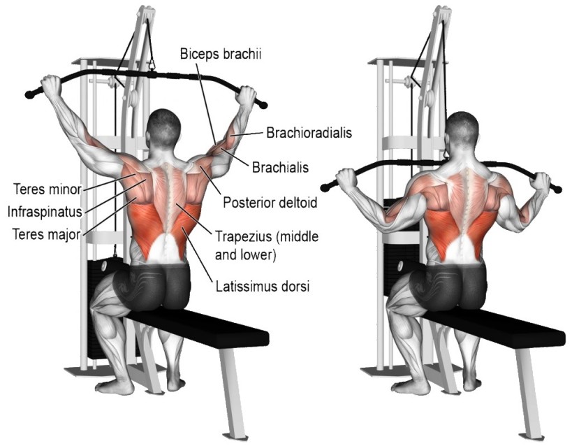 Lats Pulldown Muscle Worked