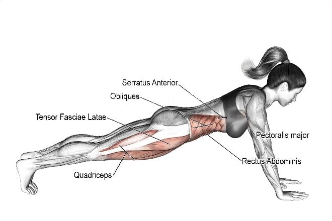 Muscle Worked During Plank Walk