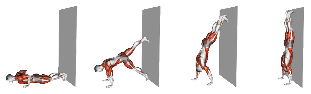 Muscle Worked During Wall Walk