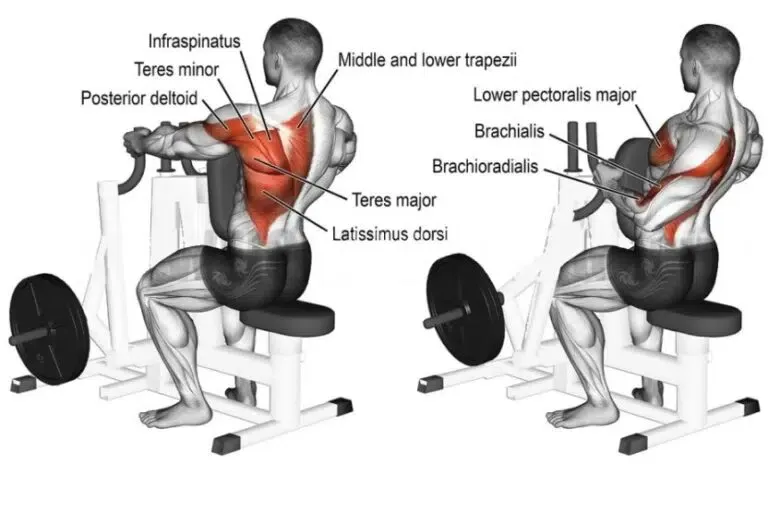 Muscles Worked By The Seated Machine Back Row
