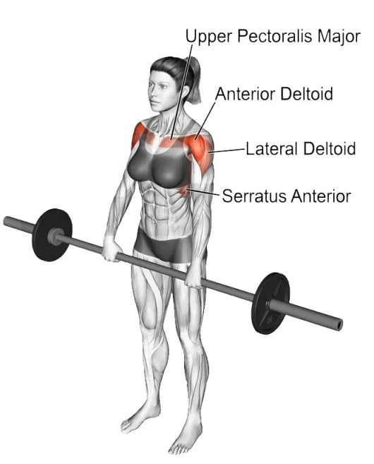 Muscles Worked During Barbell Front Raise