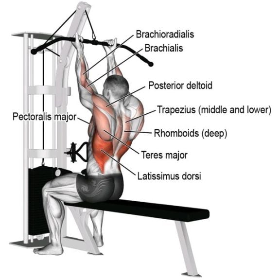 Reverse Grip Lat Pulldown Muscles Worked