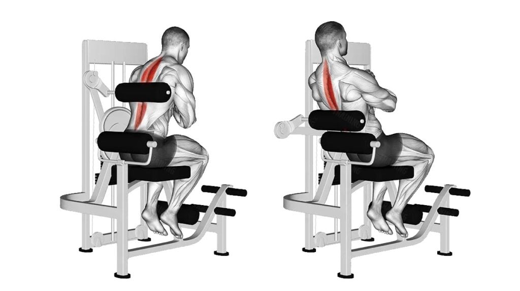 Seated Back Extension