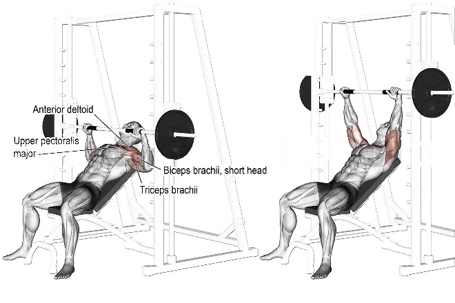 Smith Machine Bench Press Muscles Worked