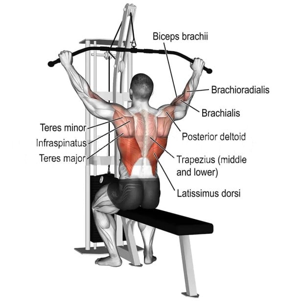 Wide Grip Lat Pulldown Muscle Worked