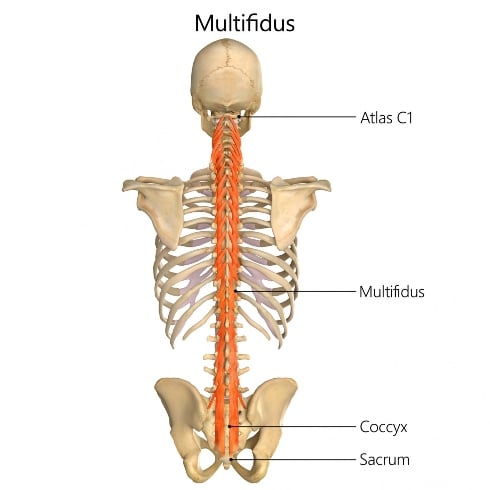 multifidus Muscles