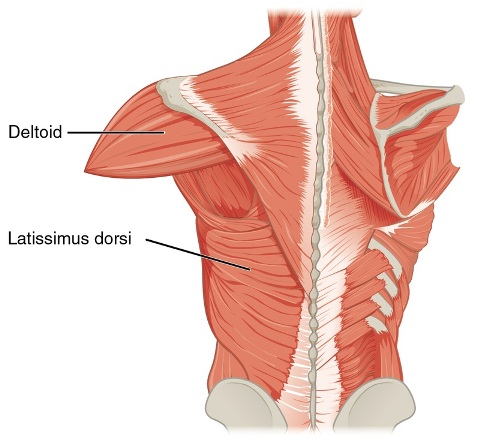 Lats Anatomy