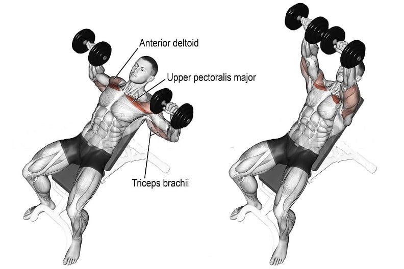 Incline Dumbbell Press Muscles Worked