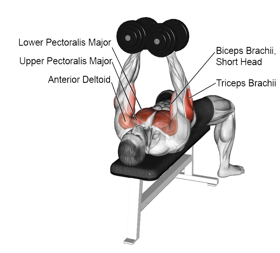 Incline Dumbbell Squeeze Press Muscles Worked