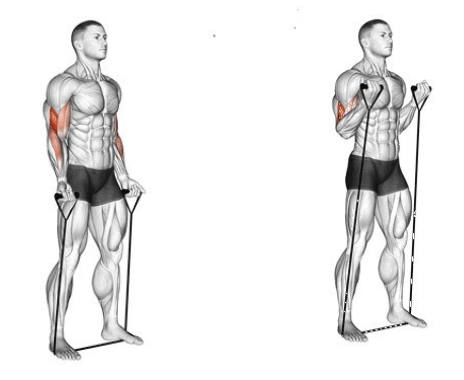 7 Best Resistance Band Bicep Exercises For Bigger Arm