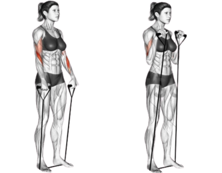 Resistance Band Reverse Curl