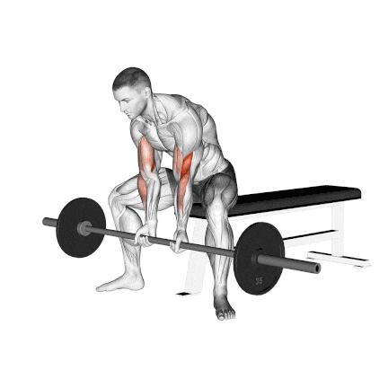 Seated Barbell Concentration Curl