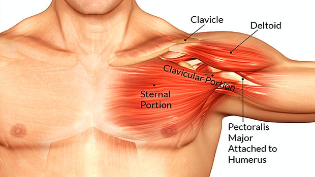 Anatomy of the Collarbone and Surrounding Areas