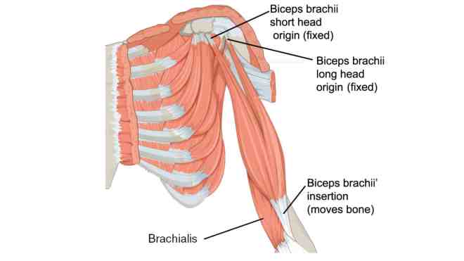 Brachialis Muscles of the upper arm