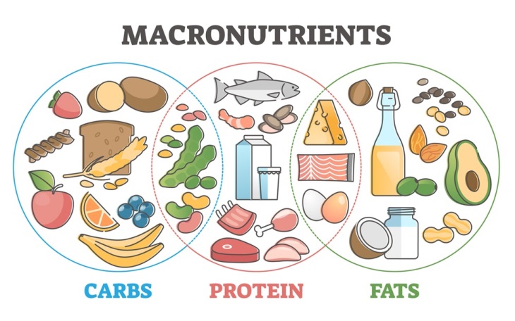 macronutrients