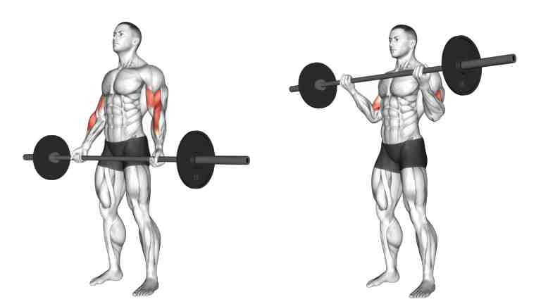 21s Barbell Bicep Curl