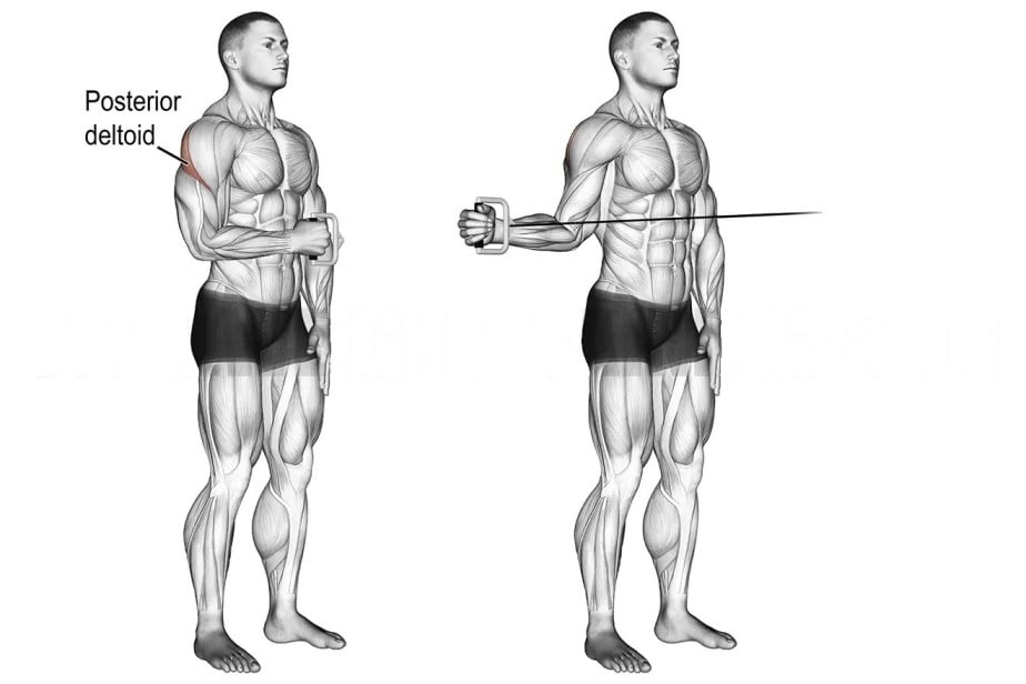 Cable External Rotation