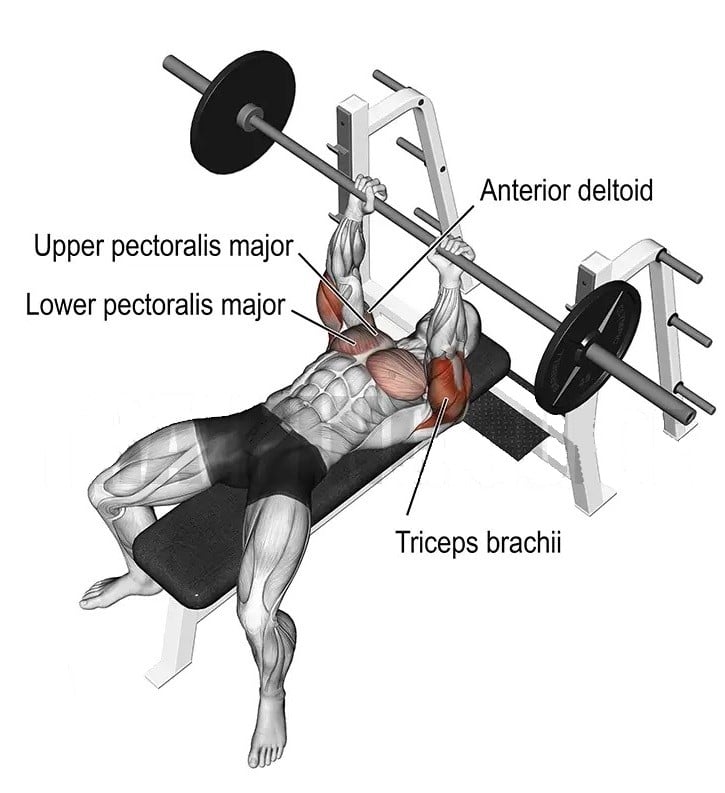 Close Grip Barbell Bench Press Muscles Worked