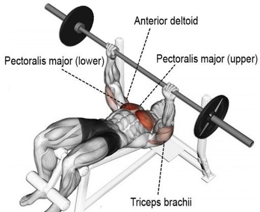 Decline Barbell Bench Press Muscles Worked