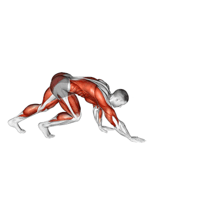 Bear Crawls