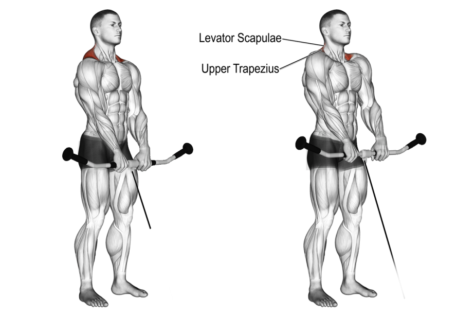 Cable Shrug Muscles Worked 