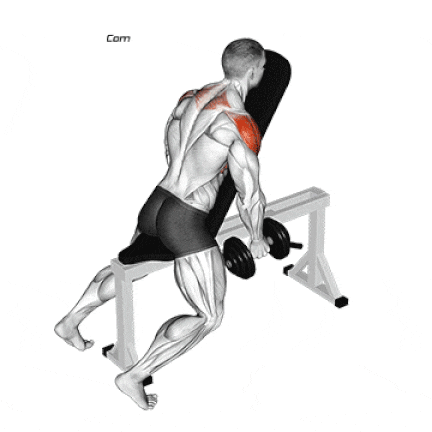 Chest Supported Dumbbell Lateral Raise