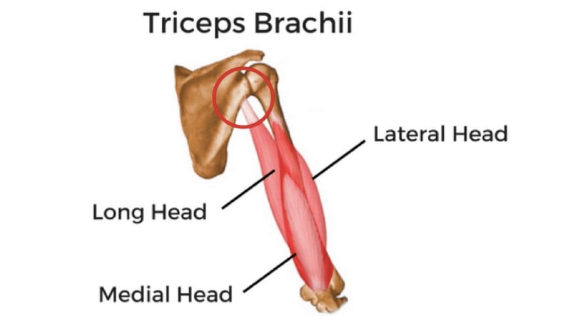 Long Head Tricep