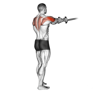 Resistance Band Standing Reverse Fly