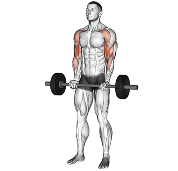 Barbell Drag Curl