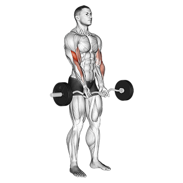 EZ Bar Close-Grip Curl