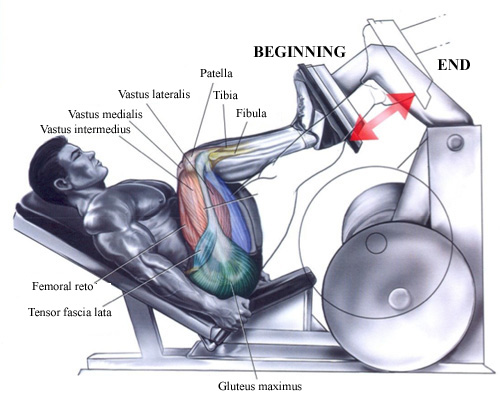 Muscles Worked During Standard Leg Press
