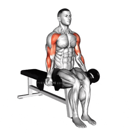 Seated Drag Curl