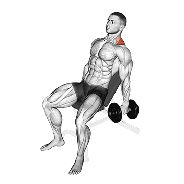 Seated Dumbbell Shrug