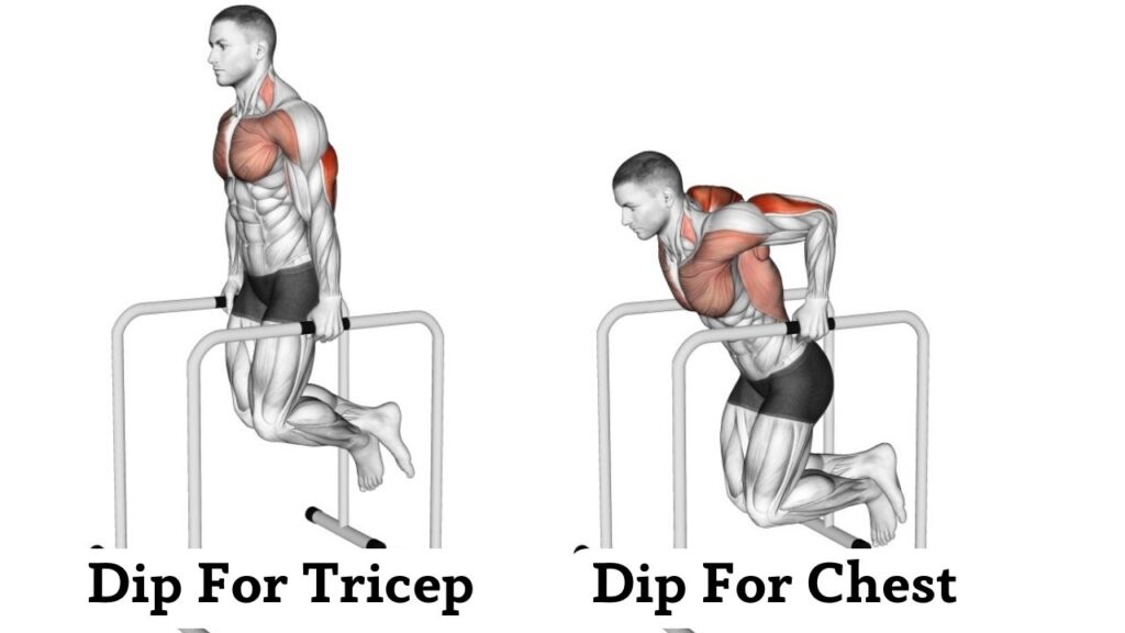 Dip Bar Benefits Dip Bar Benefits