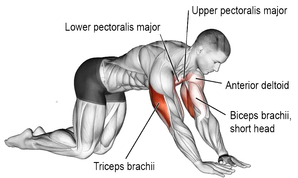 Bodyweight Triceps Extension Muscles Worked