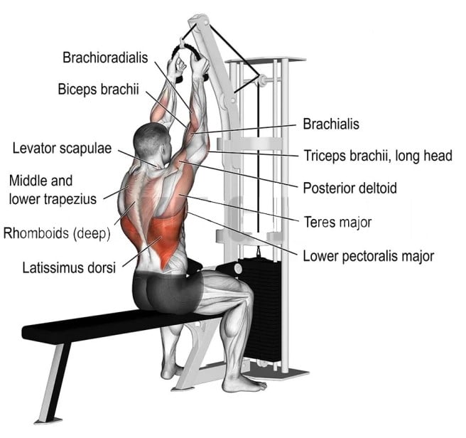 Rope Lat Pulldown Muscles Worked