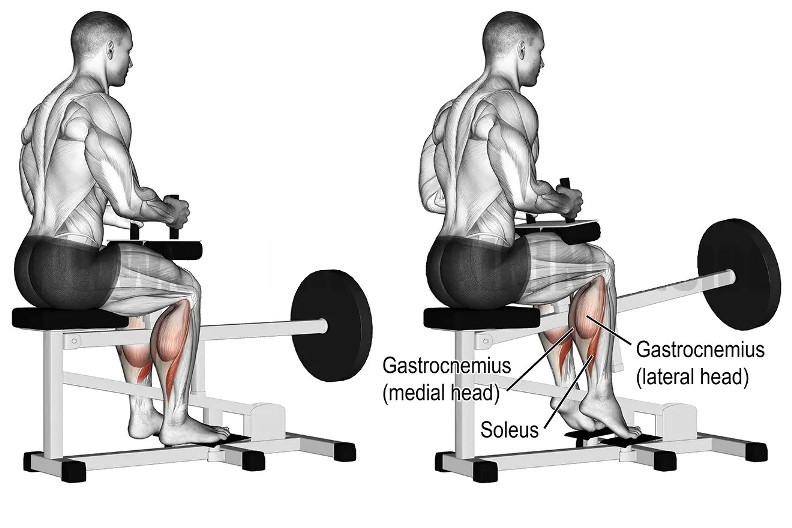Seated Calf Raise Machine Muscles Worked