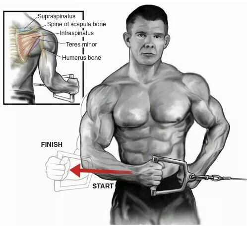 Cable External Rotation Muscles Worked