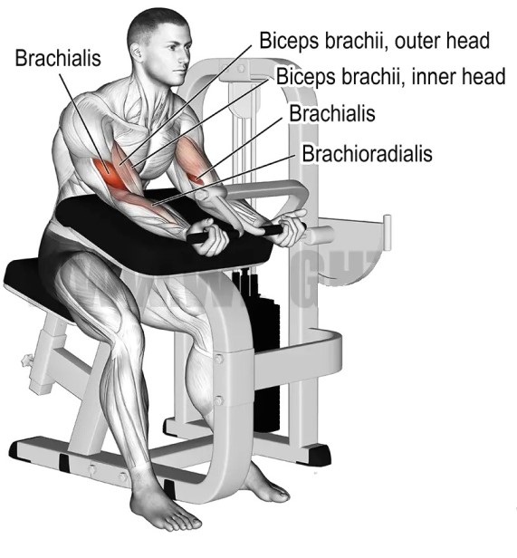 Machine Preacher Curl Muscles Worked