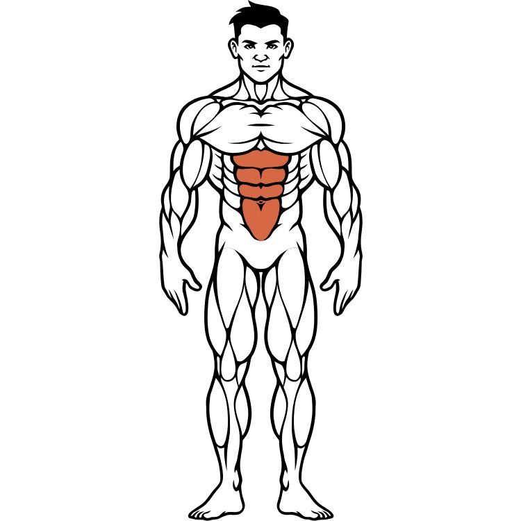 Core muscles anatomy and exercises