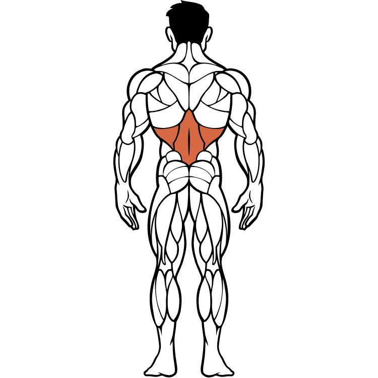 Back muscles anatomy and exercises