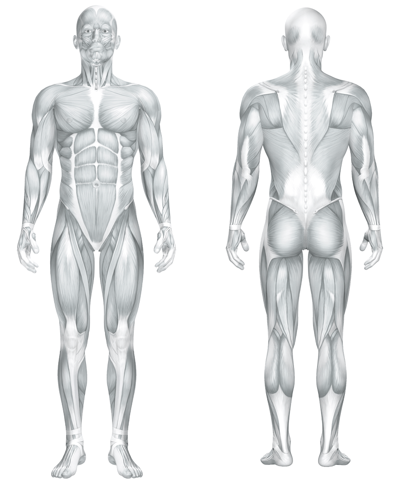 Interactive muscle chart