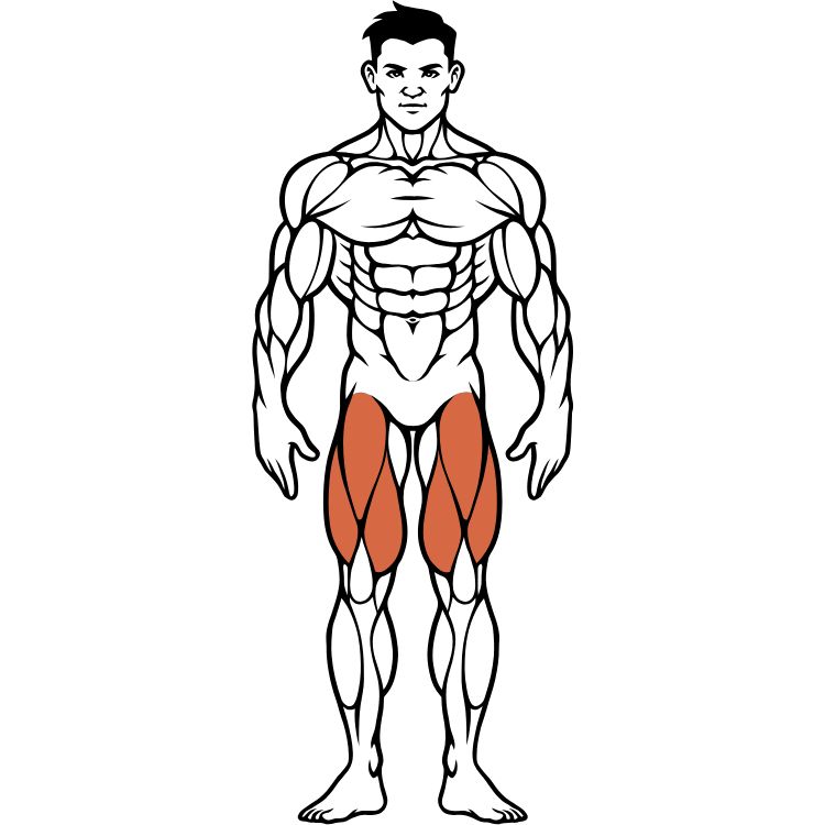 Leg muscles anatomy and exercises