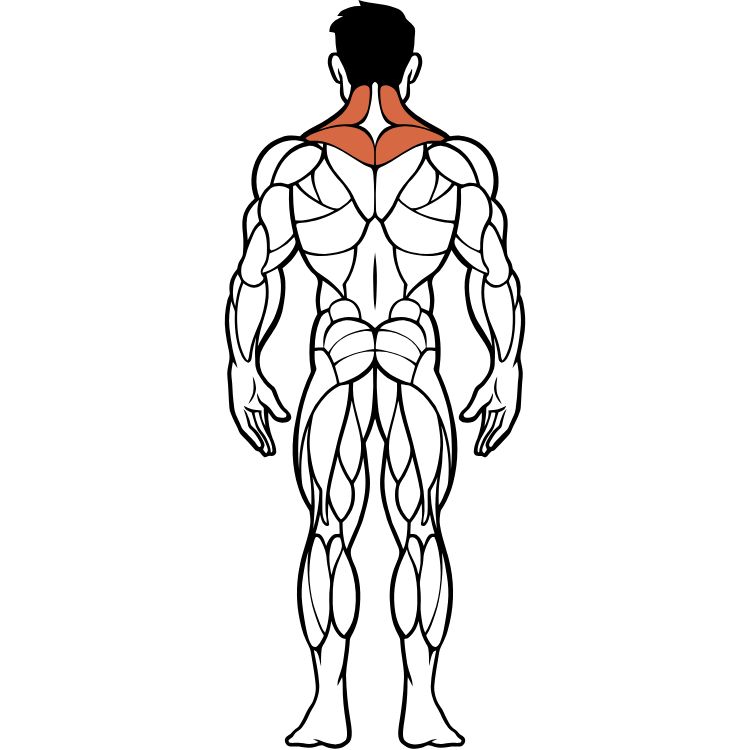 Shoulder muscles anatomy and exercises